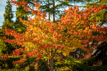 seasonal blossom tree red orange yellow autumn tree leaves, seasonal change