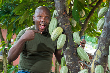 A happy African male farmer, trader, entrepreneur or businessman from Nigeria, pointing to the cocoa fruits on the tree in a farm