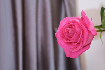 fresh pink rose flower with water drops on grey satin draped background. copy space