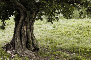 old large tree trunk with grass background