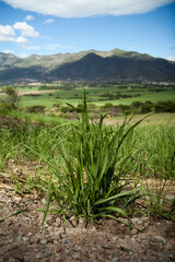 Obraz premium landscape of sugar cane plantation in catamayo loja ecuador
