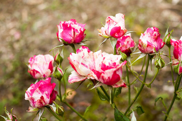 Fototapeta premium beautiful pink and white flowers close up