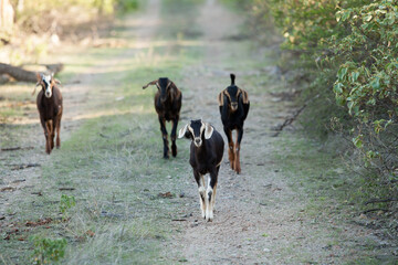 family of baby goats walking and playing on a dirt road