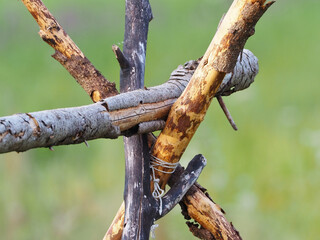 Wooden driftwood on a green background. Selective focus.