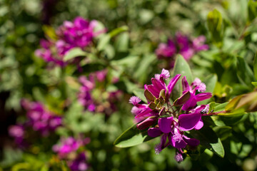 Fototapeta premium close up of liliac flower purple blooming