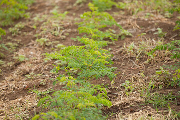 Close up Moringa leafs, trees, farm, nutrition, diet