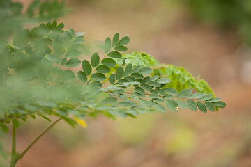 Fototapeta na wymiar Close up Moringa leafs, trees, farm, nutrition, diet