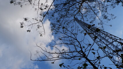 view of the sky under the power tower and dry trees