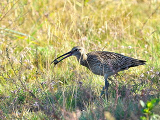 Numenius arquata. Curlew (Kuitala) eating a snail. Selective focus.