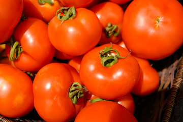 Farm fresh and ripe tomatoes