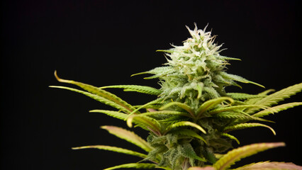 CBD THC bud cannabis plant flower trichomes pistils macro medical marijuana pot