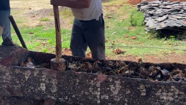 proceso para la fabricacion del destilado de agave, raicilla, bebida de alcohol tipica de san gregorio, jalisco mexico
