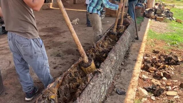 hombres trabajadores aplastando el agave para preparar raicilla, bebida alchoholica originaria de mexico