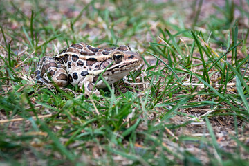 A tiny frog pauses to watch tourists go by on a walking path leading to the ruins of Fort St. Joseph, Ontario.