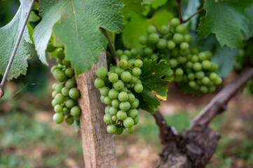 Green vineyards with growing grapes plants, production of high quality famous French white wine in Puligny-Montrachet village, Burgundy, France