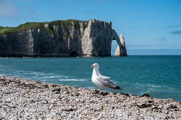 Fototapeta premium Panoramic view on chalk cliffs and Porte d'Aval arch in Etretat, Normandy, France. Tourists destination.