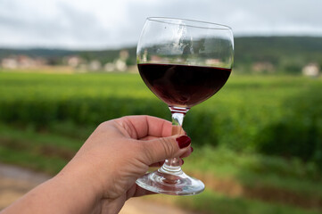 Tasting of red dry pinot noir wine in glass on premier and grand cru vineyards in Burgundy wine making region near Vosne-Romanée village, France