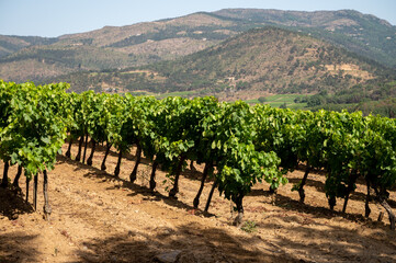 View on vineyards Cotes de Provence, production of rose wine near Saint-Tropez, Var, France
