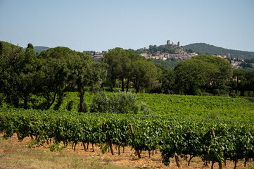 Fototapeta na wymiar View on vineyards Cotes de Provence, production of rose wine near Grimaud village, Var, France