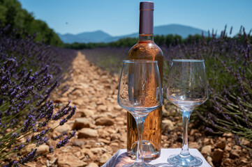 Lavender flowers fields in blossom near Valensole in Provence and glass and bottle of rose wine in sunny day, summer vacation in Provence, France