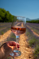 Lavender flowers fields in blossom near Valensole in Provence and glass and bottle of rose wine in sunny day, summer vacation in Provence, France
