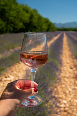 Lavender flowers fields in blossom near Valensole in Provence and glass and bottle of rose wine in sunny day, summer vacation in Provence, France