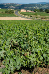 Landscape with vineyards near beaujolais wine making village Val d'Oingt, gateway to Beaujolais...