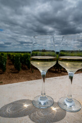 Tasting of white dry wine made from Chardonnay grapes on grand cru classe vineyards near Puligny-Montrachet village, Burgundy, France