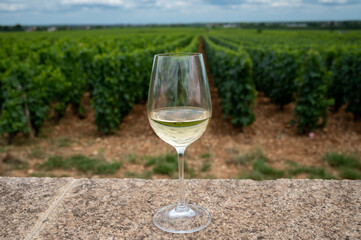 Tasting of white dry wine made from Chardonnay grapes on grand cru classe vineyards near Puligny-Montrachet village, Burgundy, France