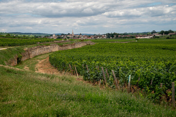 Green vineyards with growing grapes plants, production of high quality famous French white wine in Puligny-Montrachet village, Burgundy, France