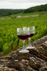Tasting of red dry pinot noir wine in glass on premier and grand cru vineyards in Burgundy wine making region, France