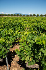 Fototapeta na wymiar Green grapevines growing on rounded pebbles on vineyards near famous winemaking ancient village Châteauneuf-du-Pape, Provence, France