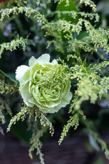 green carnation flowers in the garden
