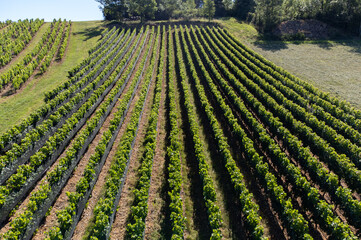 Landscape with vineyards near beaujolais wine making village Val d'Oingt, gateway to Beaujolais...