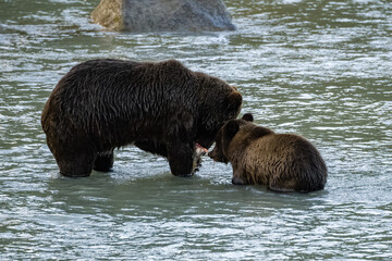 Grizzlys fishing salmon in the river in Alaska before winter, mother with cub
