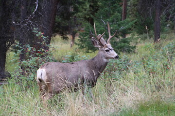 deer in the woods, Jasper National Park, Alberta