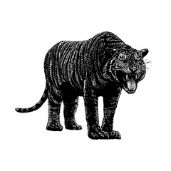 Malayan Tiger hand drawing vector illustration isolated on background