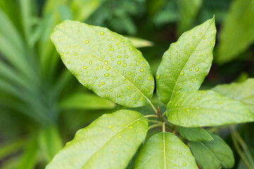 green leaf with water drops