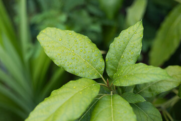 close up of green leaves with water drops, green background