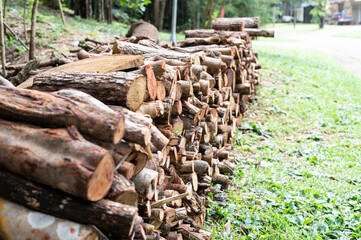 Pile of felled pine logs in the forest