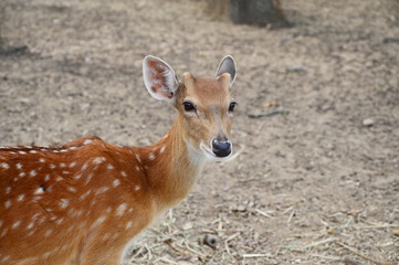 white spotted deers in the zoo