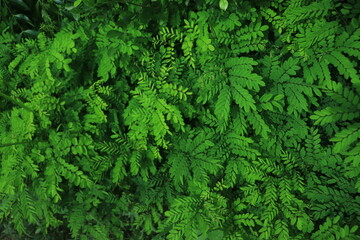 fresh green leaves flat lay background