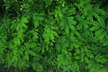 Green leaf texture background