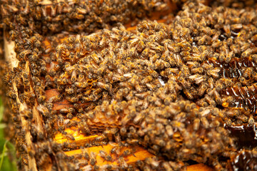Bee Hive Farm, honey farm, Close up macro of bees being manipulated