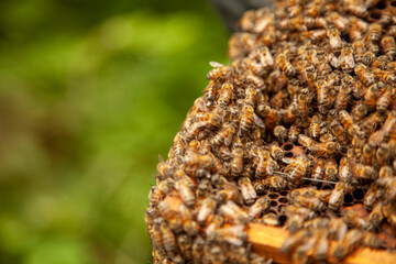Bee Hive Farm, honey farm, Close up macro of bees being manipulated
