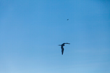 Long shot of flying bird with clouds in the background, seagull