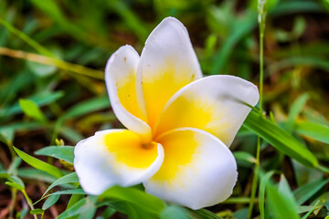 Hainan sanya Plumeria rubra Linn. cv. Acutifolia