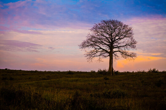 Silhouette of leafless ceibo tree with orange painted clouds in the background