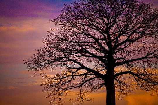 Silhouette of leafless ceibo tree with orange painted clouds in the background