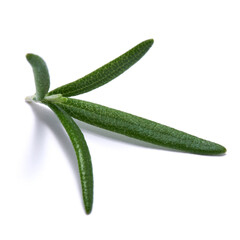 fresh rosemary branch isolated on white background